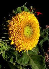Pin On Flower Bud Blossom Bloom