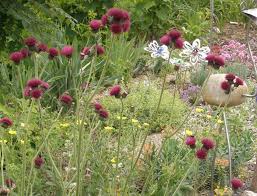 Disteln Stachelig Aber Schon Pflanzen Distel Garten Gestalten