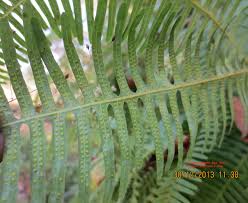 Image result for Dicranopteris elegantula