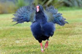 Image result for takahe