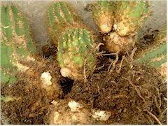 Les maladies des cactus sont le plus souvent causées par des bactéries, des champignons inférieurs, des mycoplasmes et des virus. Kuentz Cactus Cours Pratiques Comment Recuperer Un Cactus Pourri