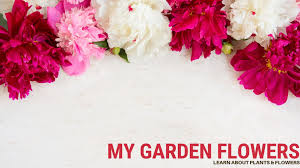 We did not find results for: 27 Flowers That Start With G List Of Flower Names G