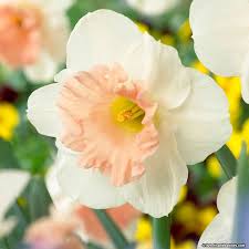 Trumpet Daffodil Bulbs Pink Parasol American Meadows Daffodil Bulbs Daffodils Bulb Flowers