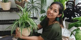 Sebelum bunda menanam, bunda perlu menyiapkan benih tanaman bunga matahari terlebih dahulu, ya. 9 Cara Merawat Tanaman Hias Bikin Tanaman Tumbuh Subur