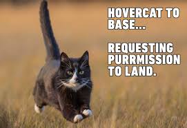 We try to give you up grade periodically with all new and fresh shots author cleanmemes posted on july 23 2020 june 3 2020 categories clean funny images clean memes wholesome memes tags clean funny images. Kitten Funny Cat Memes Novocom Top