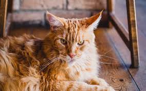 Indir Duvar Kagidi Maine Coon 4k Zencefil Kedi Sari Gozleri Tuylu Kedi Sevimli Hayvanlar Zencefil Maine Coon Evcil Hayvan Kedi Yerli Kedi Maine Coon Kedi Masaustu Icin Ucretsiz Bedava Duvar Kagitlari