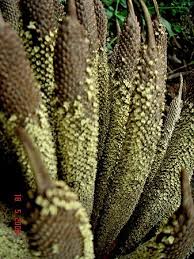 Image result for Elaeis guineensis