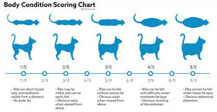 As a kitten approaches six months of age, you may have to regulate how much you feed it if it is gaining too much weight. Feeding Growing Kittens Vca Animal Hospital