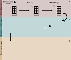 Image result for Neutralization Test