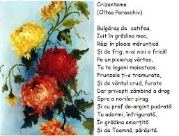 Crizantema Bulgar Kids