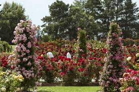 Plus, you'll leave with a beautiful bouquet of. Where To See Flowers Near Melbourne