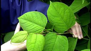 Tay district salmon fisheries board: Kenneth Mcrae Killed Wife Jane And Then Himself Over Knotweed Fears Bbc News