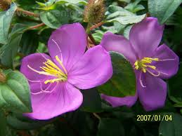 Image result for Dissotis glandulosa