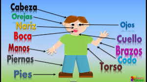 Las Partes Del Cuerpo Para Ninos Our Body Parts In Spanish For Children Video Infantil Youtube