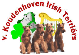 £2,300 kc litter of yorkshire terriers born on 14/03/2021. V Koudenhoven Irish Terrier Database Search Page