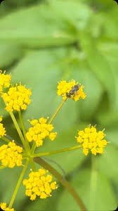 Image result for Isoglossa laxiflora