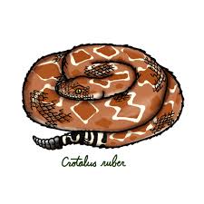 Natural form art seashell painting fish drawings texture photography fish scales free images how to find out fish ocean. The Draw Something Daily Initiative Sneks Of California The Red Diamond Rattlesnake