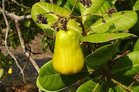 Family tree produce offers its customers the finest quality in fresh fruit and vegetables from around the world. Hd Wallpaper Cashew Nuts Fruit Tree Anacardiaceae Mango Family Ripe Wallpaper Flare
