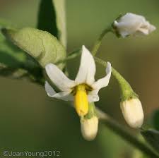 Image result for Solanum chenopodioides