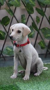 Free Dog Adoption Home Facebook