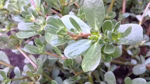 Purslane can be found in clear uncultivated or recently cultivated soil. Ngalog Or Ulasiman Portulaca Oleracea Youtube