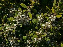 Image result for Leptospermum laevigatum