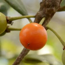 Image result for Manilkara