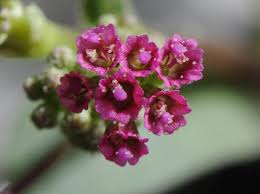 Image result for Boerhavia coccinea