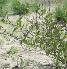 Image result for Neorautanenia mitis