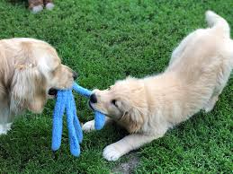 As an experienced small family breeder, our dogs live in our home. The Boys Royal River Retrievers Golden Retriever Puppies In Maine And New England