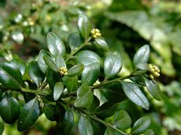 Image result for Buxaceae