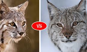 Bobcat Vs Lynx Fight Comparison Who Will Win