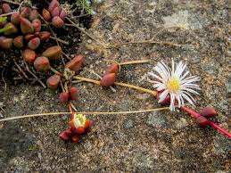 Image result for Crabbea nana