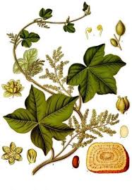 Image result for Menispermaceae