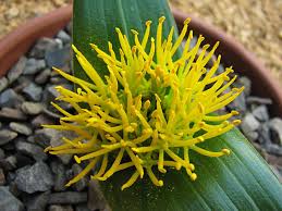 Image result for Daubenya