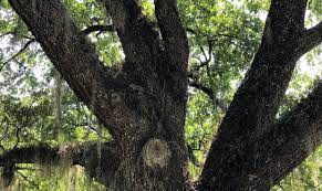Tallahassee Tree Trimmers Getting Hundreds Of Panic Calls