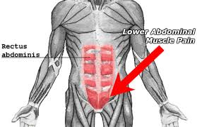 It has humeral functions as an extensor, an. Diagram Lower Ab Muscle Diagram Full Version Hd Quality Muscle Diagram Patchdiagrams Argiso It