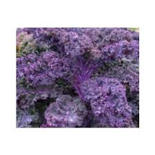 Image result for kadeřávek