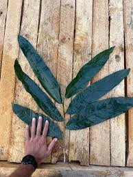 Image result for Uvariodendron