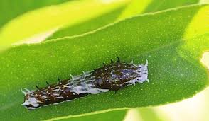 Leaf feeding caterpillars (including leaves of flowering plants, bushes and other ornamentals, vegetables and trees), azalea leafminers, green cloverworm, fruit eating caterpillars, legume feeding caterpillars, vegetable feeding caterpillars, stem and trunk boring. Caterpillar Third I Star Of Orchard Swallowtail Butterfly Papilio Aegeus By Ernst Jungledragon