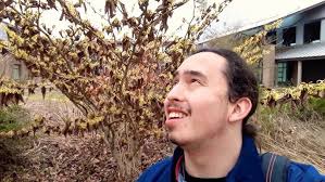 LITTLE PROSPECT WITCH HAZEL