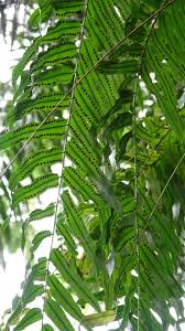 Image result for Nephrolepis biserrata