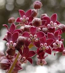 Pin On Wild Flowers
