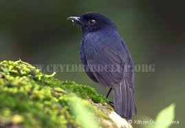 Ceylon Bird Club Birds Of Sri Lanka Sri Lankan Birds Endemic Birds Of Sri Lanka