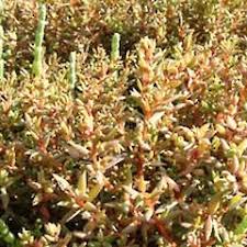 Image result for Suaeda plumosa