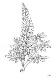 Learn how to draw blue bonnet pictures using these outlines or print just for coloring. 7 Bluebonnet Drawings Ideas Blue Bonnets Drawings Bluebonnet Tattoo