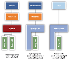 13 3 Membranes And Membrane Lipids Chemistry Libretexts