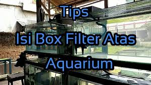Filter ini memiliki keunggulan yang tidak dimiliki oleh filter aquarium lain. Tips Isi Box Filter Atas Aquarium Youtube