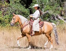Cowboy Dressage Techniques For Training Correct Gaits Horse Illustrated Dressage Horseback Riding Equestrian Outfits