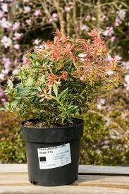 Image result for Pieris japonský little heath obrázek